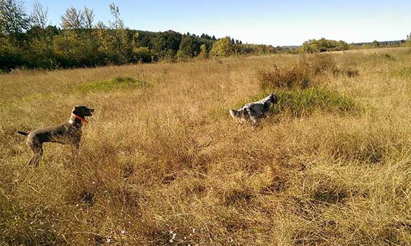 Off Leash Dog Park | Albany, Corvallis OR | Field of Dreams Dog Daycare